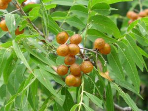 soapnut-berries