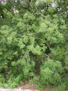 soapnut-tree