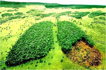 Ref: https://blog.ucbmsh.org/department/role-of-forest-in-climate-change